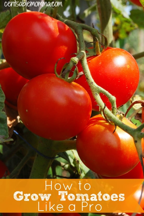 How to Grow Tomatoes Like a Pro Centsable Momma