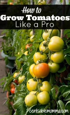 How to Grow Tomatoes Like a Pro