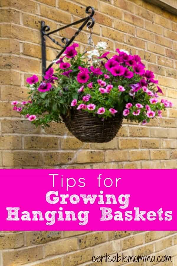Tips for Growing Hanging Baskets Centsable Momma