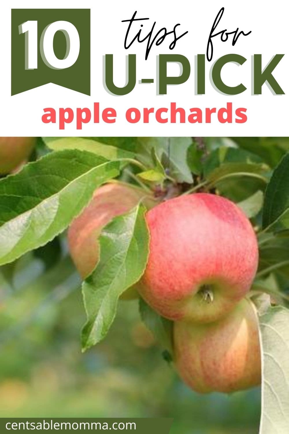 ripe apples on an apple tree