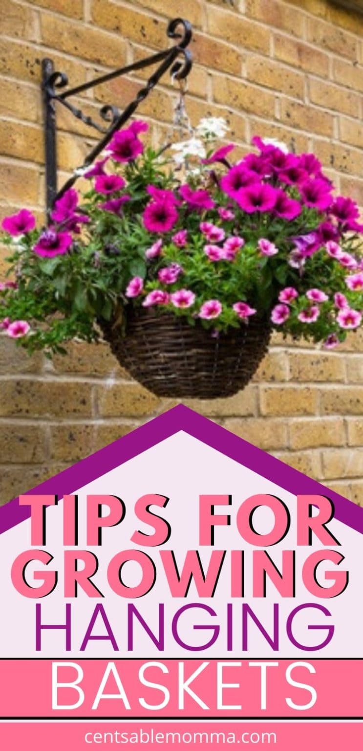 Tips for Growing Hanging Baskets Centsable Momma