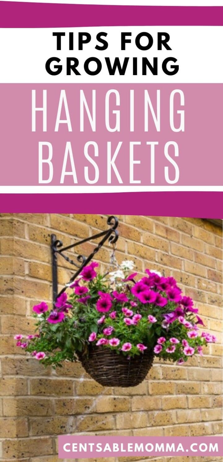 Tips for Growing Hanging Baskets Centsable Momma