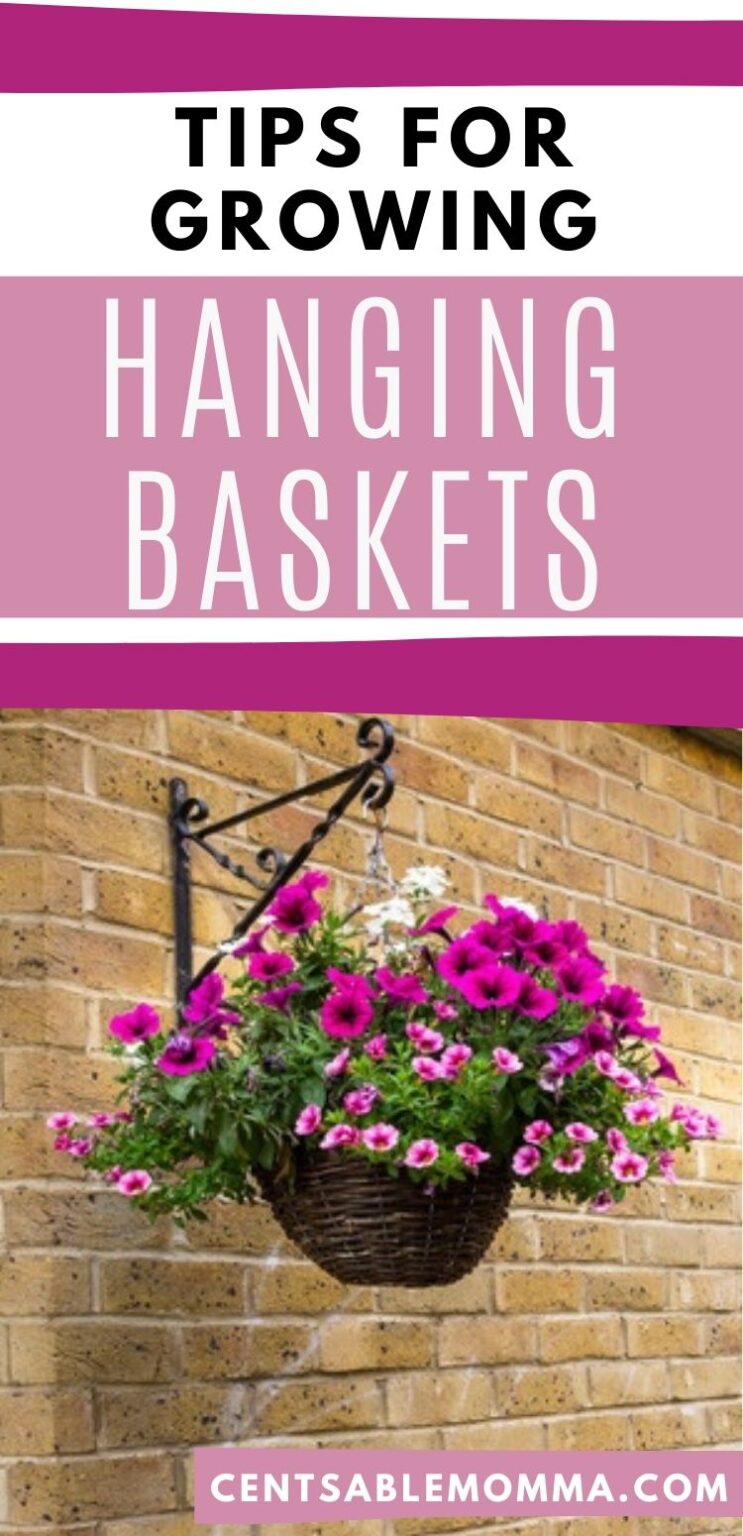 Tips for Growing Hanging Baskets Centsable Momma